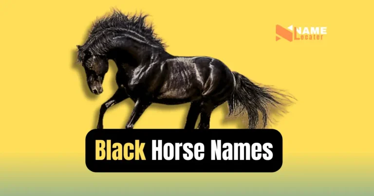 Black Horse Name Ideas (With Meaning)