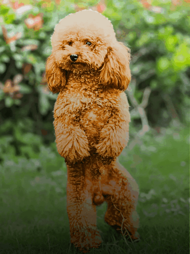 Goldendoodle Name Ideas (With Meaning)